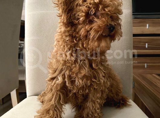 Toypoodle Kore Kan Mini Red Erkek Yavrumuz görsel