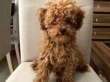 Toypoodle Kore Kan Mini Red Erkek Yavrumuz