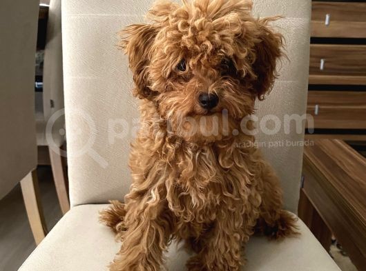 Toypoodle Kore Kan Mini Red Erkek Yavrumuz görsel