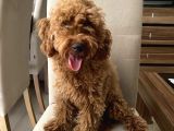 Minyatür red poodle Dişi Yavrumuz Oyuncul