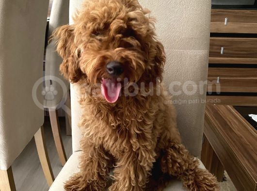 Minyatür Red Poodle Dişi Yavrumuz Oyuncul