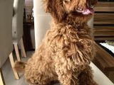 Minyatür Red Poodle Dişi Yavrumuz Oyuncul