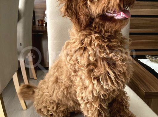 Minyatür Red Poodle Dişi Yavrumuz Oyuncul görsel