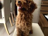 Minyatür Red Poodle Dişi Yavrumuz Oyuncul