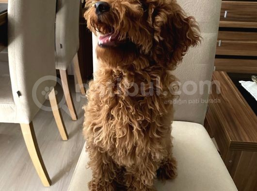 Minyatür Red Poodle Dişi Yavrumuz Oyuncul görsel