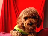 Red Brown Toy Poodle Yavrular