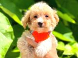 Evdeki Sevimli Gölgem Maltipoo