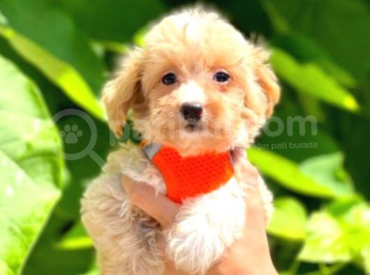 Evdeki Sevimli Gölgem Maltipoo görsel