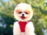 Gülüşlerin en güzeli pomeranian boo yavru
