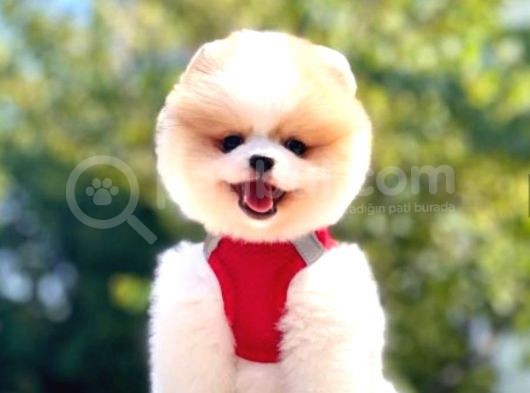Gülüşlerin En Güzeli Pomeranian Boo Yavru