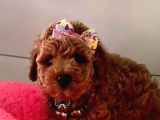 Red Brown toy Poodle Yavrular
