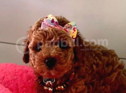 Red Brown toy Poodle Yavrular