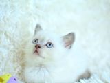 Harika Mavi Göz Blue Point British Shorthair
