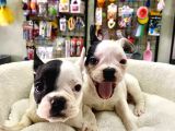 Çok Sevimli French Bulldog Bebeklerimiz