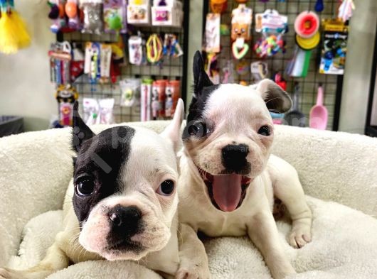 Çok Sevimli French Bulldog Bebeklerimiz görsel