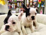 Çok Sevimli French Bulldog Bebeklerimiz