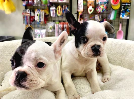 Çok Sevimli French Bulldog Bebeklerimiz görsel
