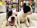Çok Sevimli French Bulldog Bebeklerimiz