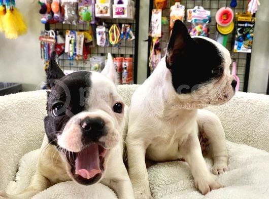 Çok Sevimli French Bulldog Bebeklerimiz