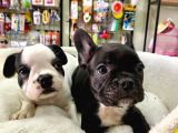 Çok Sevimli French Bulldog Bebeklerimiz