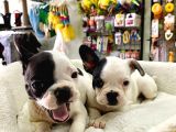 Çok Sevimli French Bulldog Bebeklerimiz