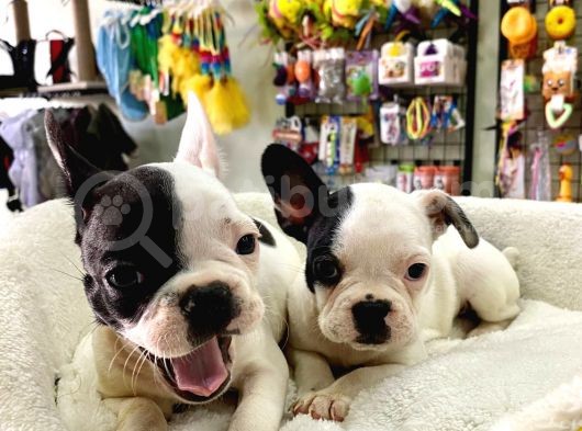 Çok Sevimli French Bulldog Bebeklerimiz görsel