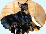 SİYAH DOBERMAN YAVRULARIMIZ