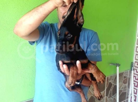Si̇yah Doberman Yavrularimiz görsel