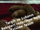 Torunlarımız