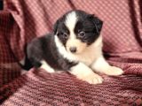 Türkiyenin En Büyük Border Collie Çiftliği