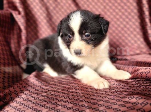 Türkiyenin En Büyük Border Collie Çiftliği görsel
