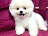 Teddy Bear Pomerian Yavrularımız Dişi Ve Erkek