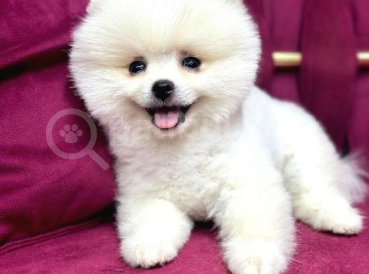 Teddy Bear Pomerian Yavrularımız Dişi Ve Erkek görsel