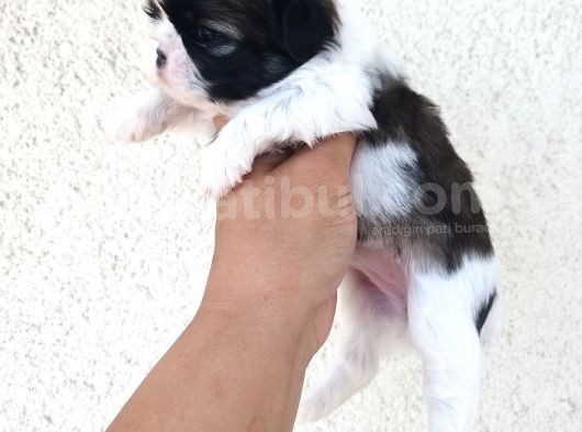 Yumoş Bebeklere Buyrun Efendim görsel