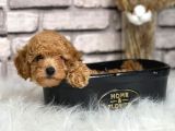 orjinal ırk toy poypoodle bebeklerim
