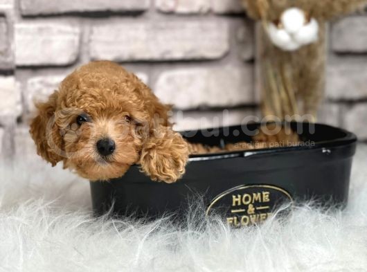 Orjinal Irk Toy Poypoodle Bebeklerim