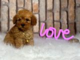 Birbirinden muhteşem orjinal ırk toy poodle bebeklerim