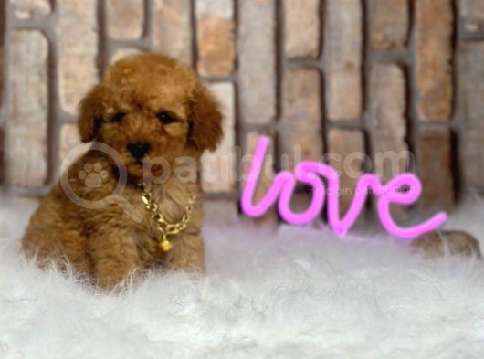 Birbirinden Muhteşem Orjinal Irk Toy Poodle Bebeklerim