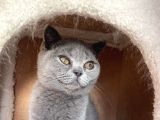 Safkan Mükemmel British Shorthair Yavrular