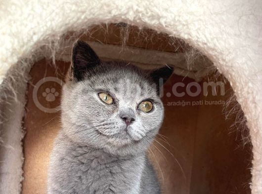 Safkan Mükemmel British Shorthair Yavrular görsel
