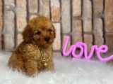 Birbirinden Muhteşem Orjinal Irk Toy Poodle Bebeklerim