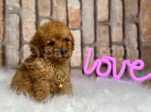 Birbirinden Muhteşem Orjinal Irk Toy Poodle Bebeklerim görsel
