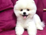 Teddy Bear Pomerian Yavrularımız Dişi Ve Erkek
