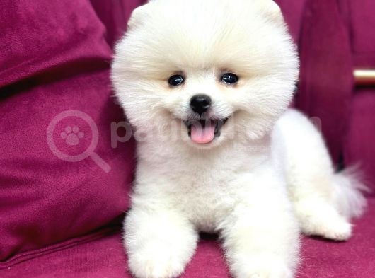 Teddy Bear Pomerian Yavrularımız Dişi Ve Erkek