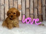 Birbirinden Muhteşem Orjinal Irk Toy Poodle Bebeklerim