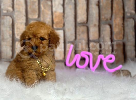 Birbirinden Muhteşem Orjinal Irk Toy Poodle Bebeklerim görsel