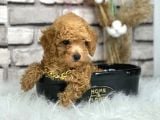 Orjinal Irk Toy Poypoodle Bebeklerim