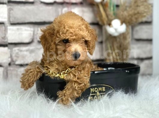 Orjinal Irk Toy Poypoodle Bebeklerim görsel