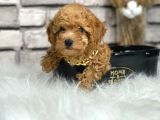Orjinal Irk Toy Poypoodle Bebeklerim