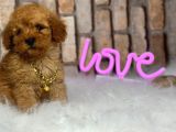 Birbirinden Muhteşem Orjinal Irk Toy Poodle Bebeklerim